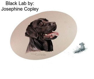 Black Lab by: Josephine Copley