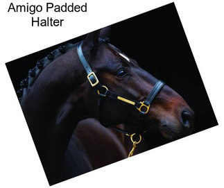 Amigo Padded Halter