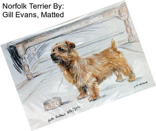 Norfolk Terrier By: Gill Evans, Matted