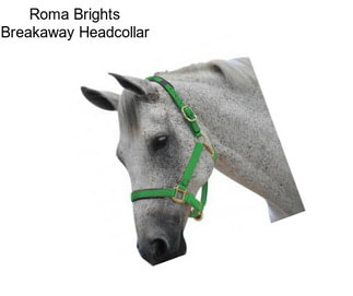 Roma Brights Breakaway Headcollar