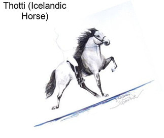 Thotti (Icelandic Horse)