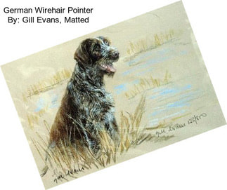 German Wirehair Pointer By: Gill Evans, Matted