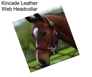 Kincade Leather Web Headcollar