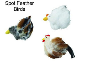 Spot Feather Birds
