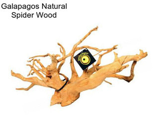 Galapagos Natural Spider Wood