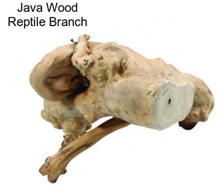 Java Wood Reptile Branch