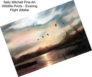 Sally Mitchell Fine Art Wildlife Prints - Evening Flight (Mallar