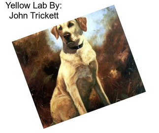 Yellow Lab By: John Trickett