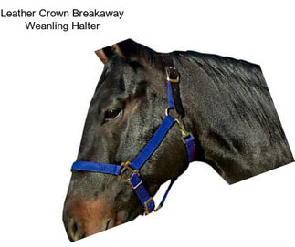 Leather Crown Breakaway Weanling Halter