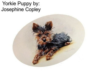 Yorkie Puppy by: Josephine Copley