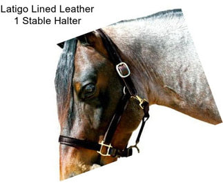 Latigo Lined Leather 1 Stable Halter