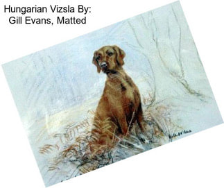 Hungarian Vizsla By: Gill Evans, Matted