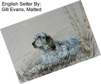 English Setter By: Gill Evans, Matted