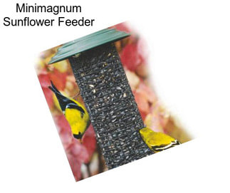 Minimagnum Sunflower Feeder