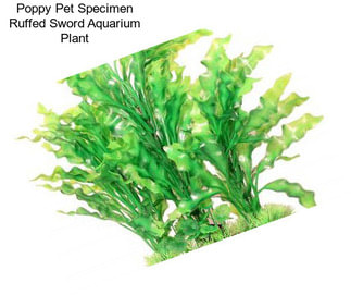 Poppy Pet Specimen Ruffed Sword Aquarium Plant