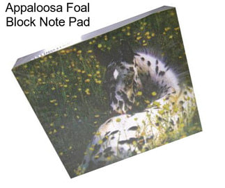 Appaloosa Foal Block Note Pad