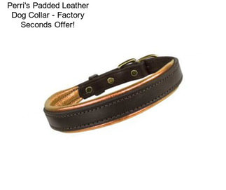 Perri\'s Padded Leather Dog Collar - Factory Seconds Offer!
