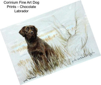 Corinium Fine Art Dog Prints - Chocolate Labrador
