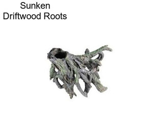 Sunken Driftwood Roots