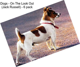 Dogs - On The Look Out (Jack Russell) - 6 pack