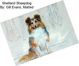 Shetland Sheepdog By: Gill Evans, Matted