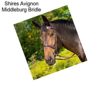 Shires Avignon Middleburg Bridle