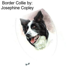 Border Collie by: Josephine Copley