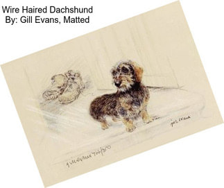 Wire Haired Dachshund By: Gill Evans, Matted