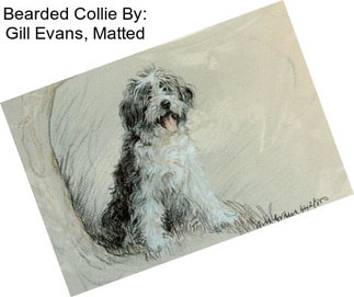 Bearded Collie By: Gill Evans, Matted