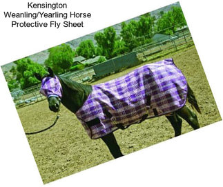 Kensington Weanling/Yearling Horse Protective Fly Sheet