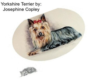 Yorkshire Terrier by: Josephine Copley