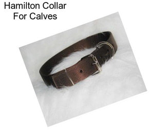 Hamilton Collar For Calves