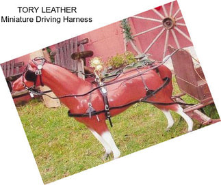 TORY LEATHER Miniature Driving Harness