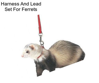 Harness And Lead Set For Ferrets