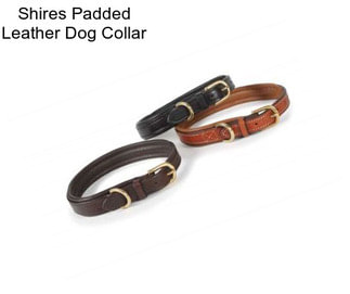 Shires Padded Leather Dog Collar