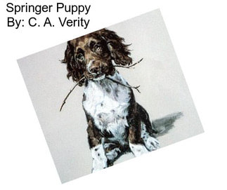 Springer Puppy By: C. A. Verity