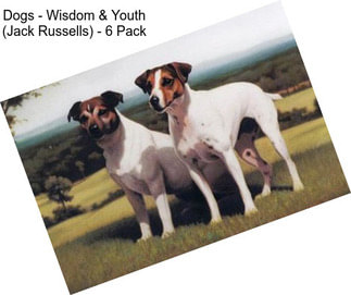 Dogs - Wisdom & Youth (Jack Russells) - 6 Pack