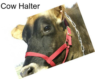 Cow Halter