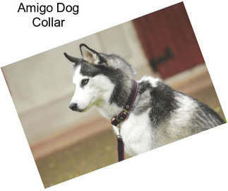 Amigo Dog Collar