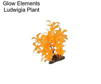 Glow Elements Ludwigia Plant