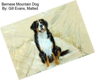 Bernese Mountain Dog By: Gill Evans, Matted