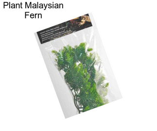 Plant Malaysian Fern