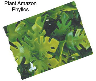 Plant Amazon Phyllos