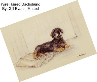 Wire Haired Dachshund By: Gill Evans, Matted