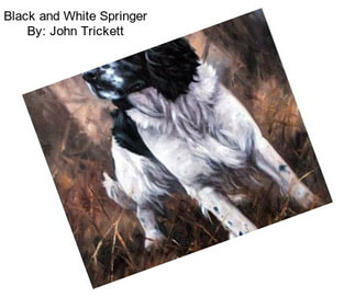 Black and White Springer By: John Trickett