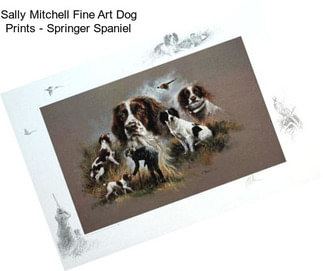 Sally Mitchell Fine Art Dog Prints - Springer Spaniel