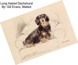 Long Haired Dachshund By: Gill Evans, Matted