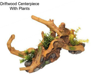 Driftwood Centerpiece With Plants