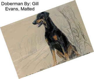 Doberman By: Gill Evans, Matted
