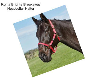 Roma Brights Breakaway Headcollar Halter